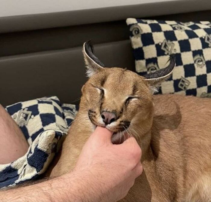 This Facebook Page Is All About Animal Images That Need To Be Seen (100 New Pics)