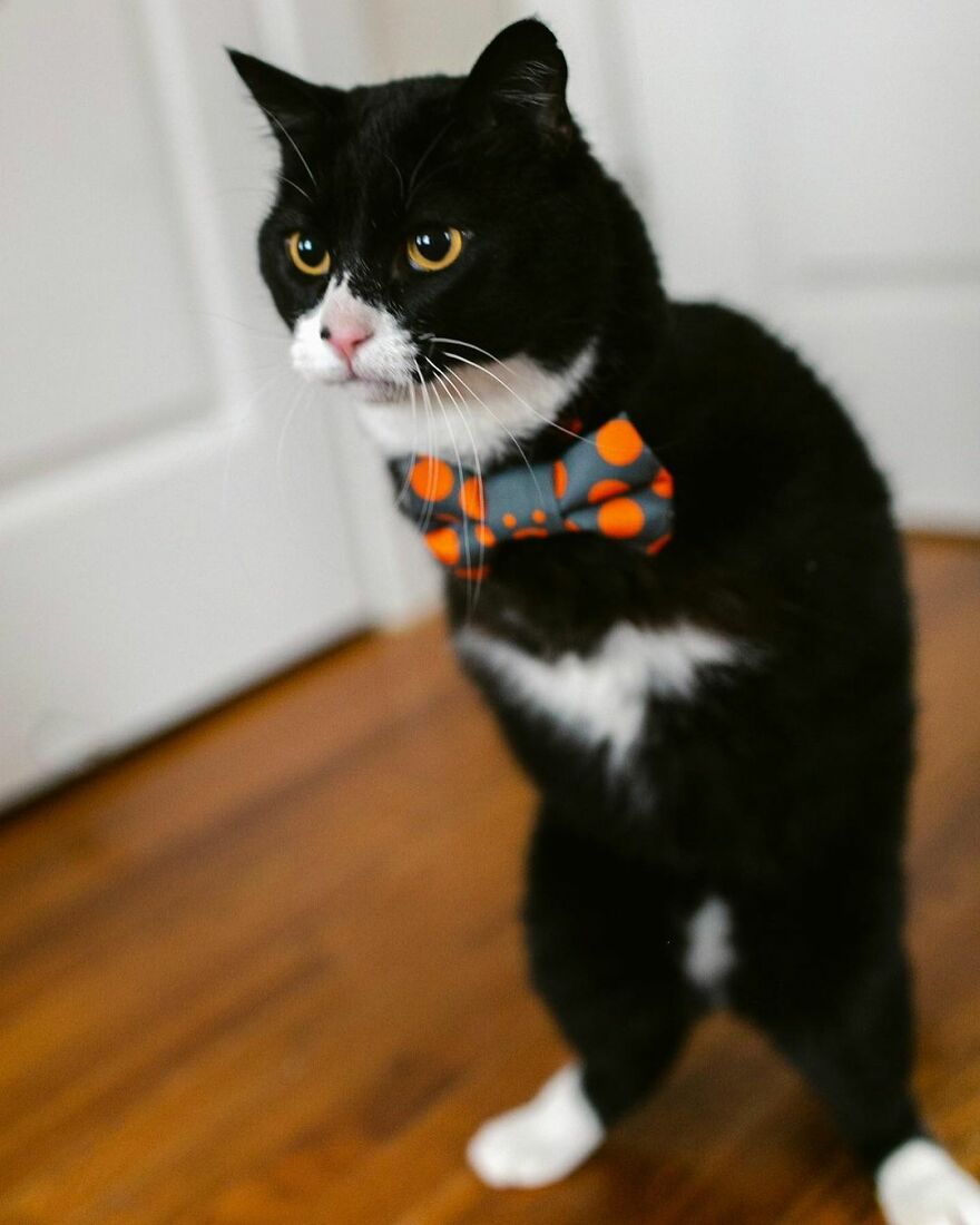 Cat Owner Sets Up An Instagram Account For Her Two-Legged Cat And Shares Her Cat's Inspiring Rehabilitation Story Cat Owner Sets Up An Instagram Account For Her Two-Legged Cat And Shares Her Cat's Inspiring Rehabilitation Story