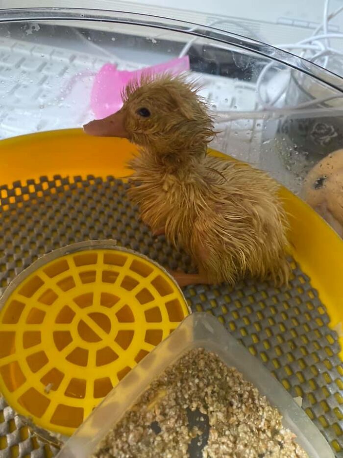 Woman Surprised After A TikTok Hack Worked And She Hatched A Duck From A Supermarket Egg Woman Surprised After A TikTok Hack Worked And She Hatched A Duck From A Supermarket Egg