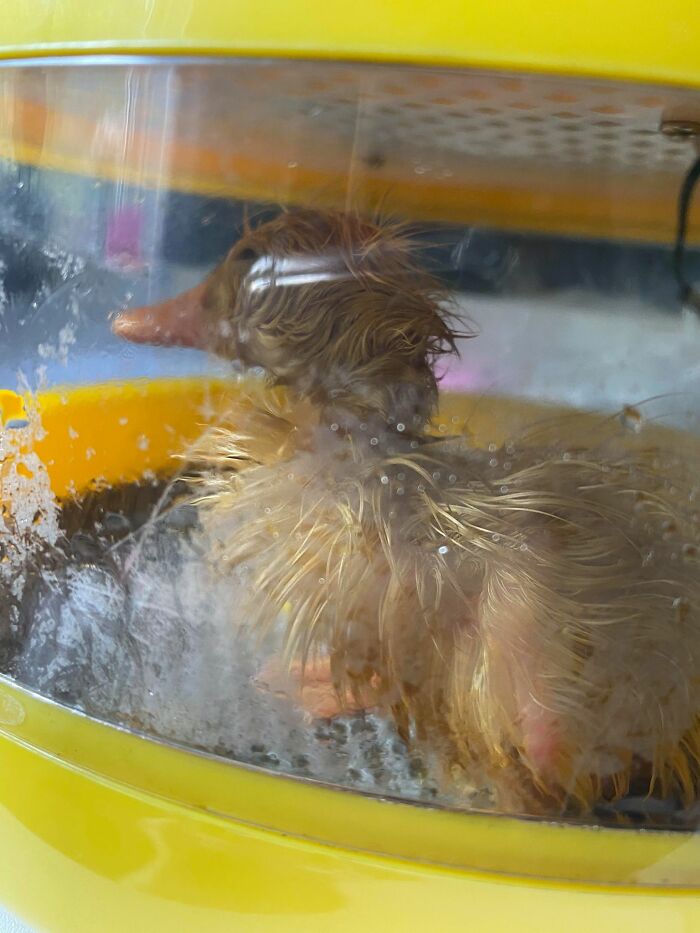 Woman Surprised After A TikTok Hack Worked And She Hatched A Duck From A Supermarket Egg Woman Surprised After A TikTok Hack Worked And She Hatched A Duck From A Supermarket Egg