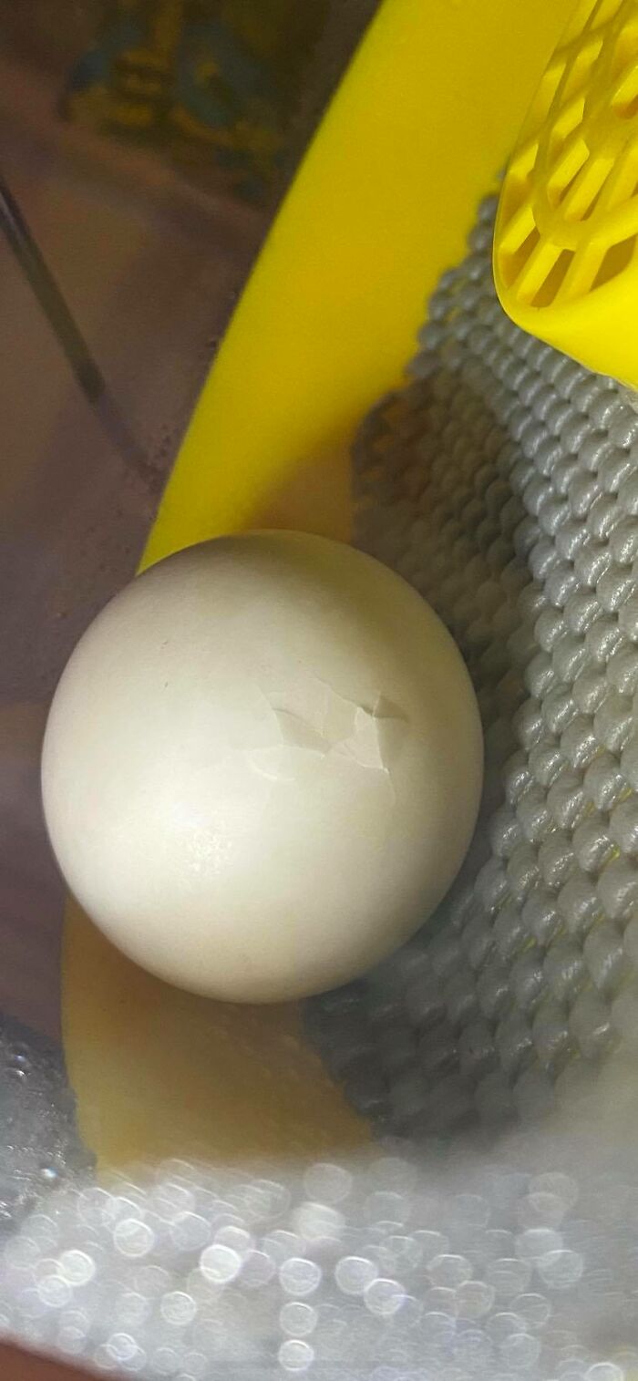 Woman Surprised After A TikTok Hack Worked And She Hatched A Duck From A Supermarket Egg Woman Surprised After A TikTok Hack Worked And She Hatched A Duck From A Supermarket Egg