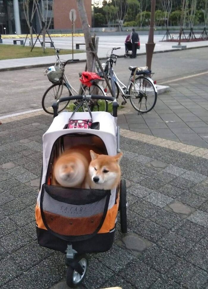 This Facebook Page Is All About Animal Images That Need To Be Seen (100 New Pics)