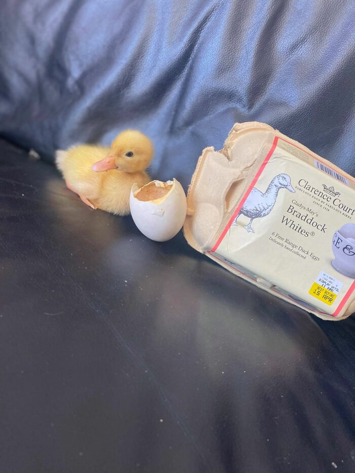 Woman Surprised After A TikTok Hack Worked And She Hatched A Duck From A Supermarket Egg Woman Surprised After A TikTok Hack Worked And She Hatched A Duck From A Supermarket Egg