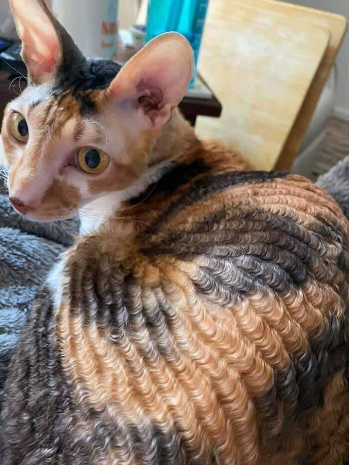 This Facebook Page Is All About Animal Images That Need To Be Seen (100 New Pics)