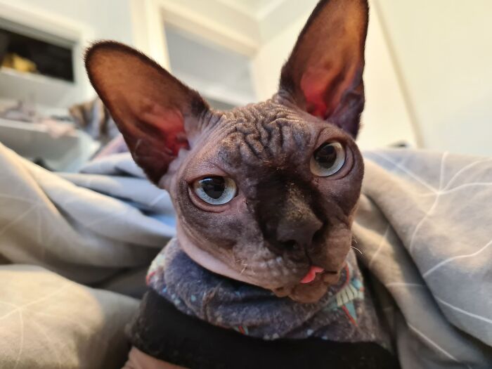 Derpy Wrinkly Sphynx