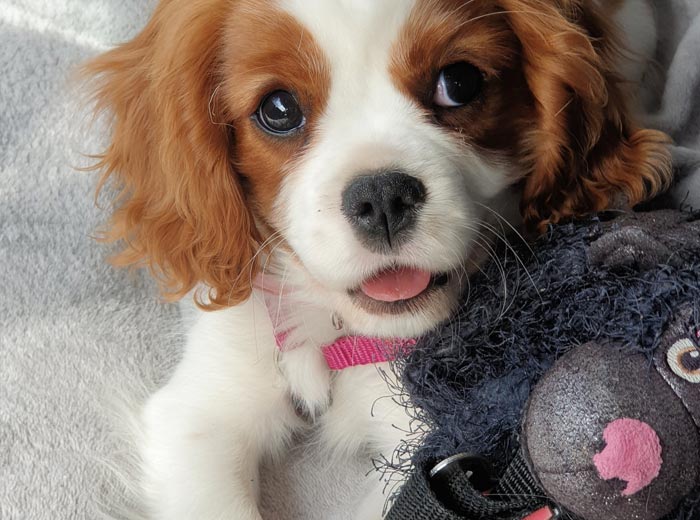 30 Incredibly Kind Acts Pets Did For Their Owners That Prove A Pet's Love Has No Limits