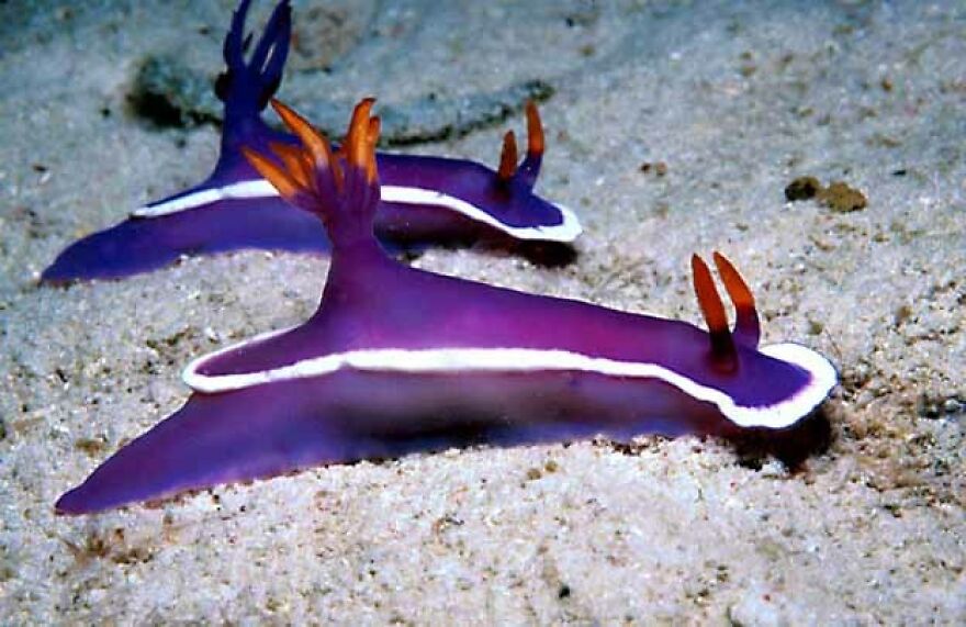 I Scoured The Internet(And My Gallery), So You Can Witness The Beauty Of Nudibranchs!