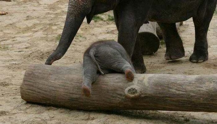 10 Pictures Of Animals With Cute Butts