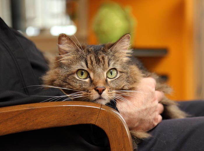 30 Incredibly Kind Acts Pets Did For Their Owners That Prove A Pet's Love Has No Limits