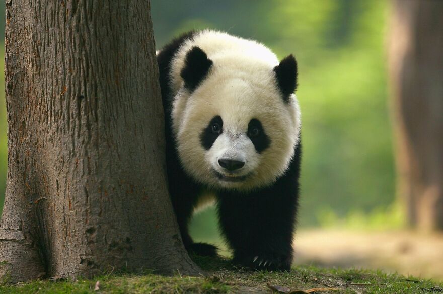 20 Interesting Facts About Giant Pandas 20 Interesting Facts About Giant Pandas