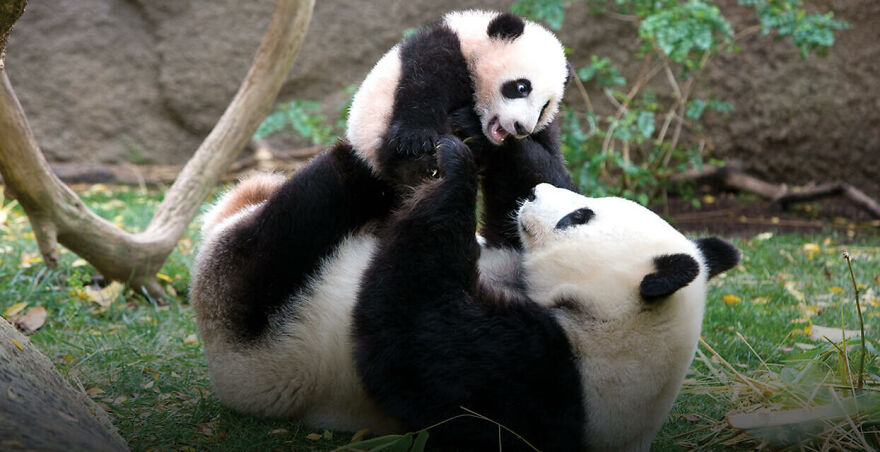 20 Interesting Facts About Giant Pandas