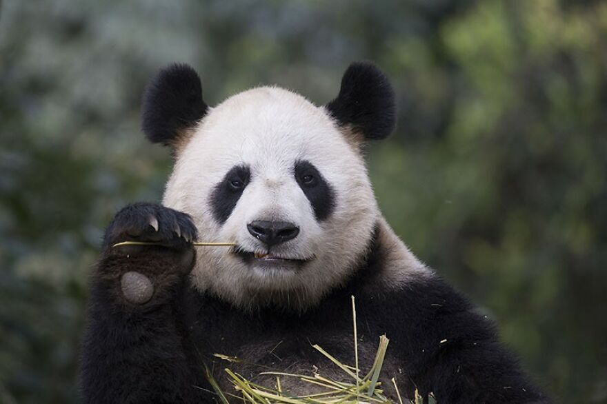 20 Interesting Facts About Giant Pandas
