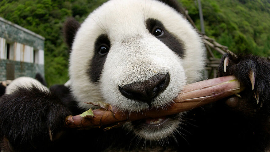 20 Interesting Facts About Giant Pandas