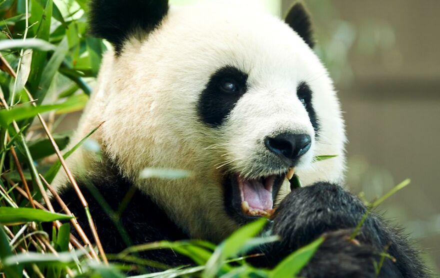 20 Interesting Facts About Giant Pandas