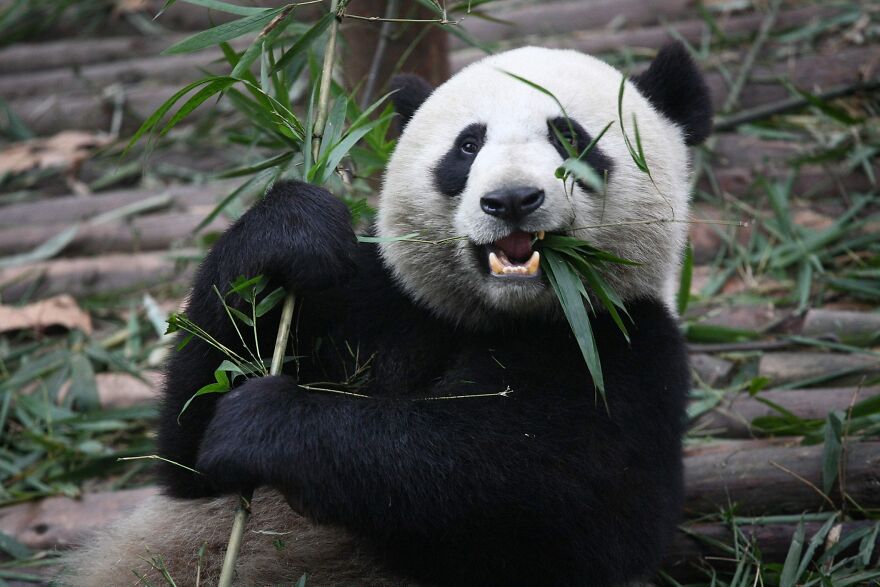 20 Interesting Facts About Giant Pandas 20 Interesting Facts About Giant Pandas