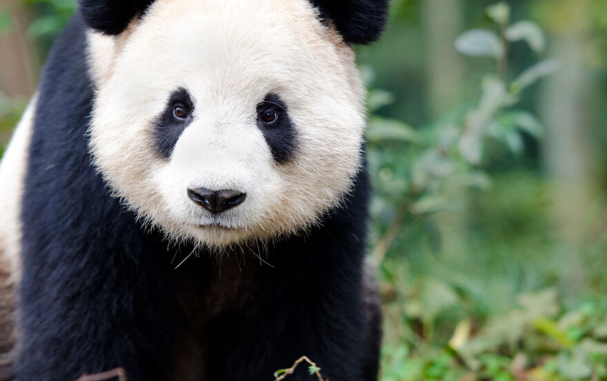20 Interesting Facts About Giant Pandas 20 Interesting Facts About Giant Pandas