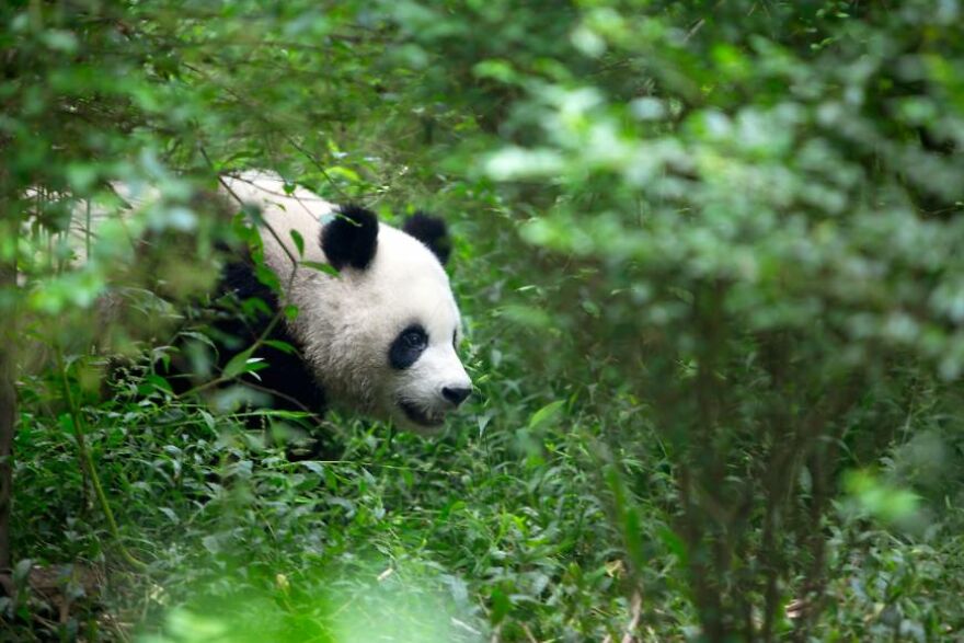 20 Interesting Facts About Giant Pandas