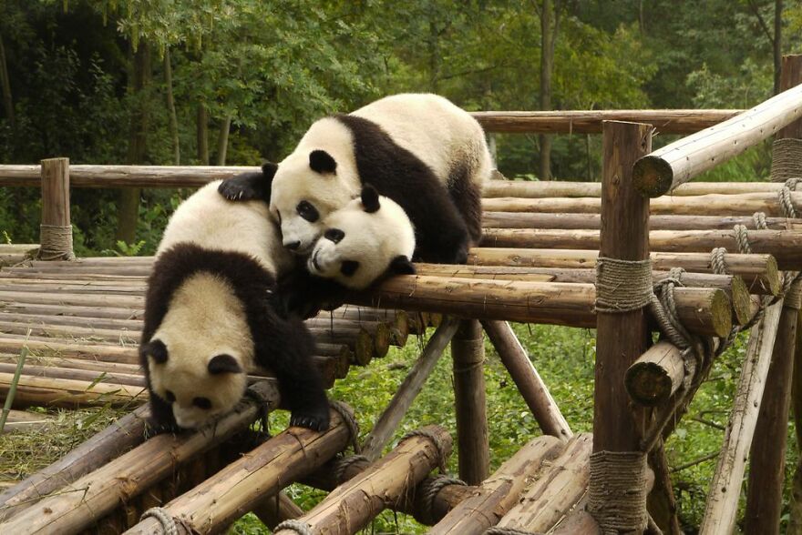 20 Interesting Facts About Giant Pandas 20 Interesting Facts About Giant Pandas