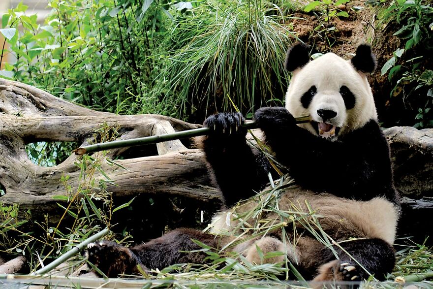 20 Interesting Facts About Giant Pandas