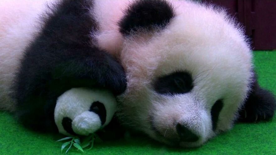20 Interesting Facts About Giant Pandas 20 Interesting Facts About Giant Pandas