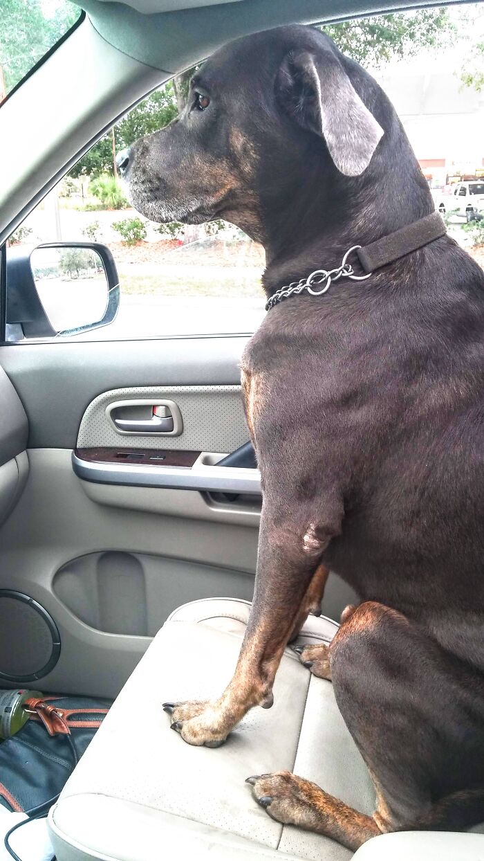 Achilles Knows We Are Headed To The Dog Park