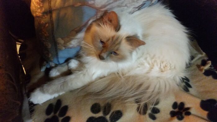 Tycho Likes To Curl Up So It Looks Like He Has A Mutant, Extra Front Paw Growing From His Chest.