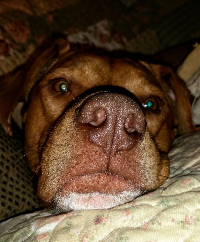 He Forgot The Camera Was Still In Selfie Mode, He Was Taking A Picture Of The Cat