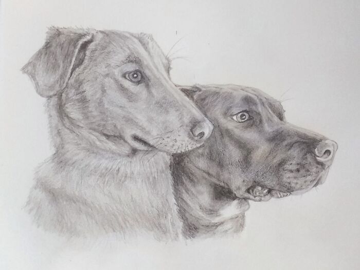 My Pup And My Friend's Pup.