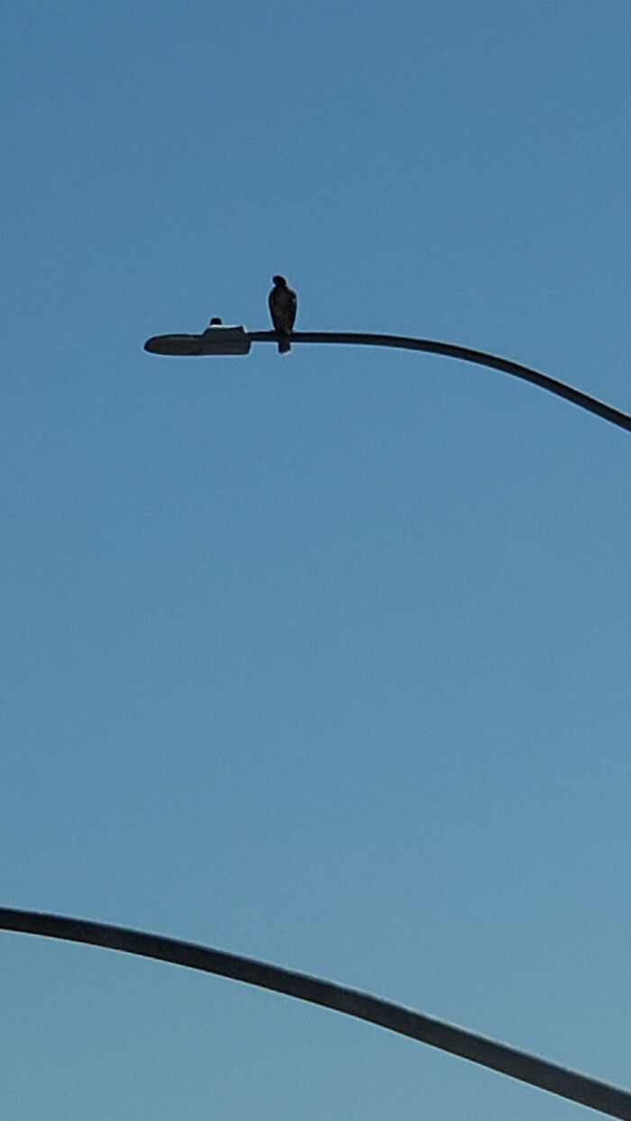 Coopers Hawk Near My House