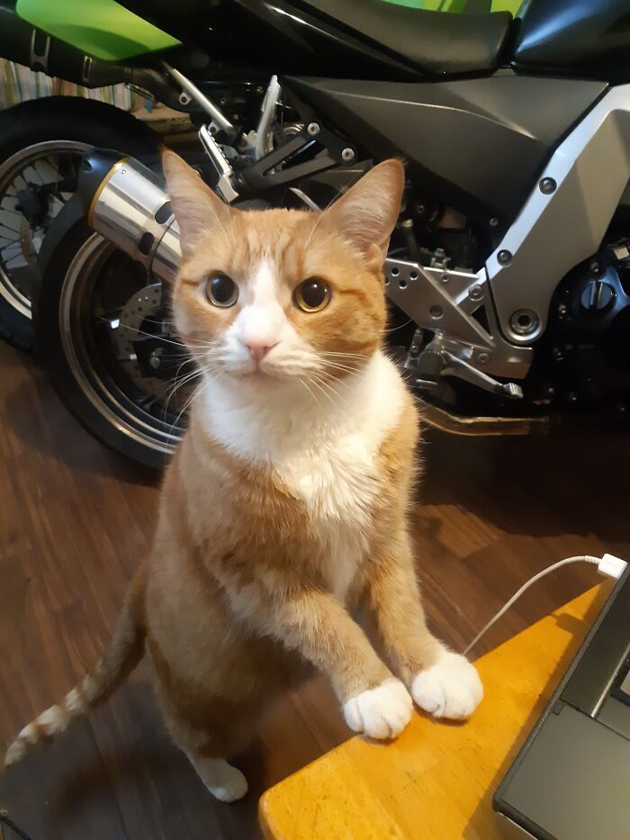 Always After My Food..