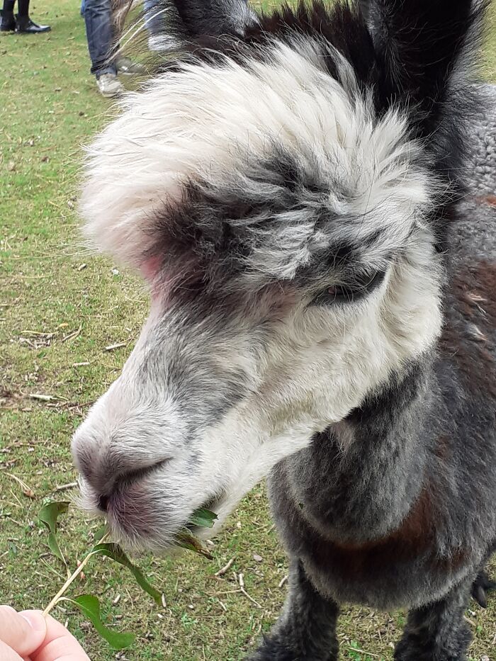 Alpaca Who Liked To Eat Coats
