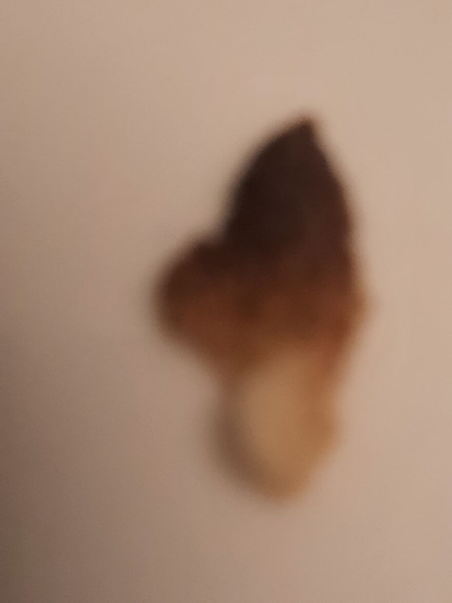 It's A Magnified Bread Crumb