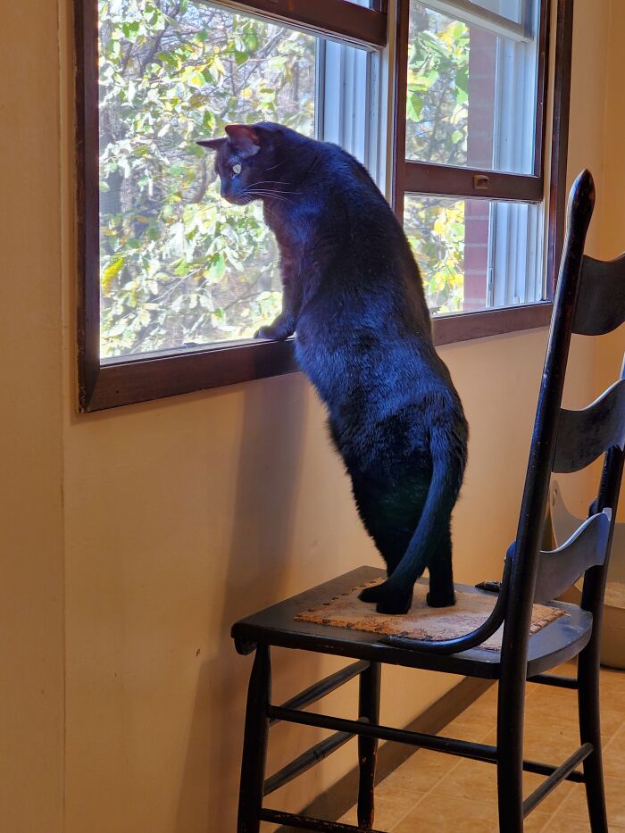 Alexander, Aka Neighborhood Watch. He Doesn't Know He Is A Giant Cat. This Was Just After His 2nd Birthday