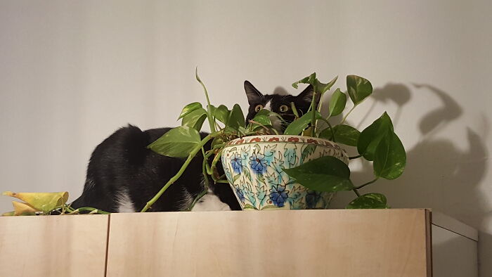 Bamba Sees The (Kitchen) Light