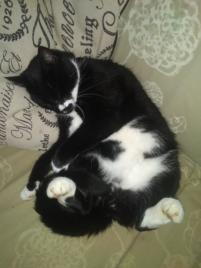 This Is Rocky. And Yes, He Loves Belly Rubs