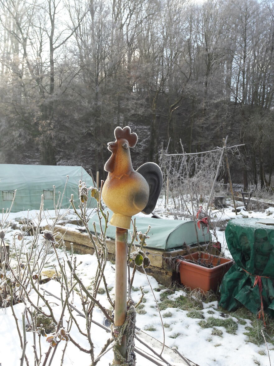 10th - My Garden In January 2020