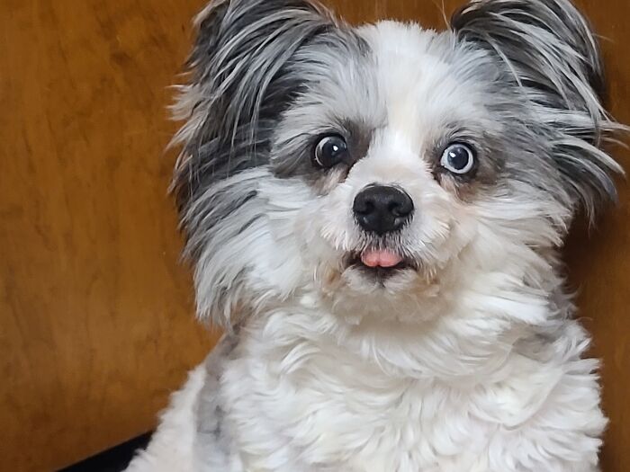 This Is Murphy My 6 Year Old Very Special Little Doggy