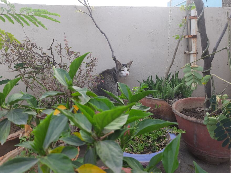 Meet My Cat, Bonsai. Bonsai Hates Cuddles And Loves Plants. Here He Is Trying To Hide Behind One.