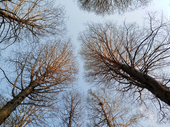Trees In A Park, South Korea