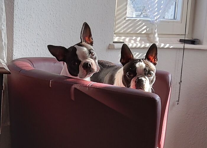 Angel And Fritz Enjoying The Morning Sun