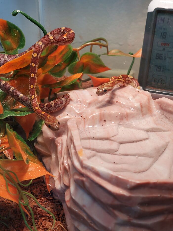 Babylon And Cairo - My Baby Corn Snakes!