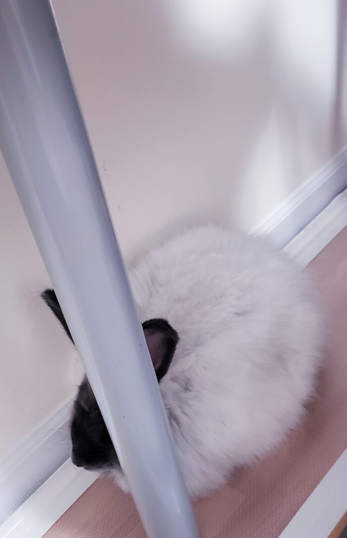 Zilla Is Bad At Hiding.