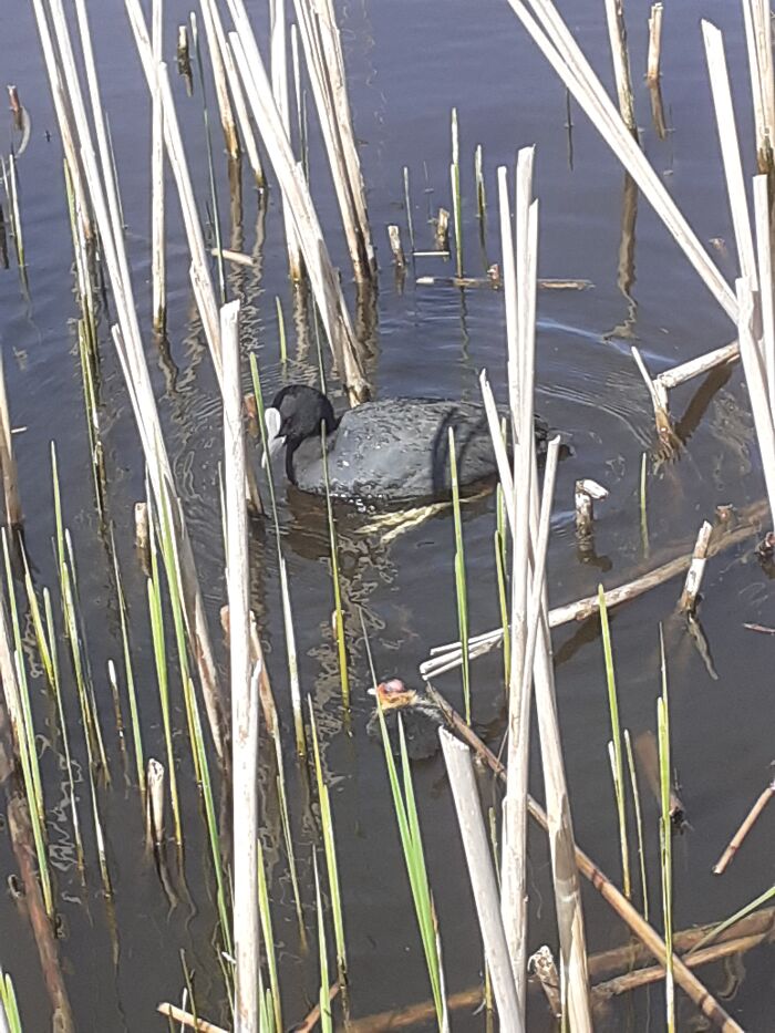 A Coot And One Of His Babies :)
