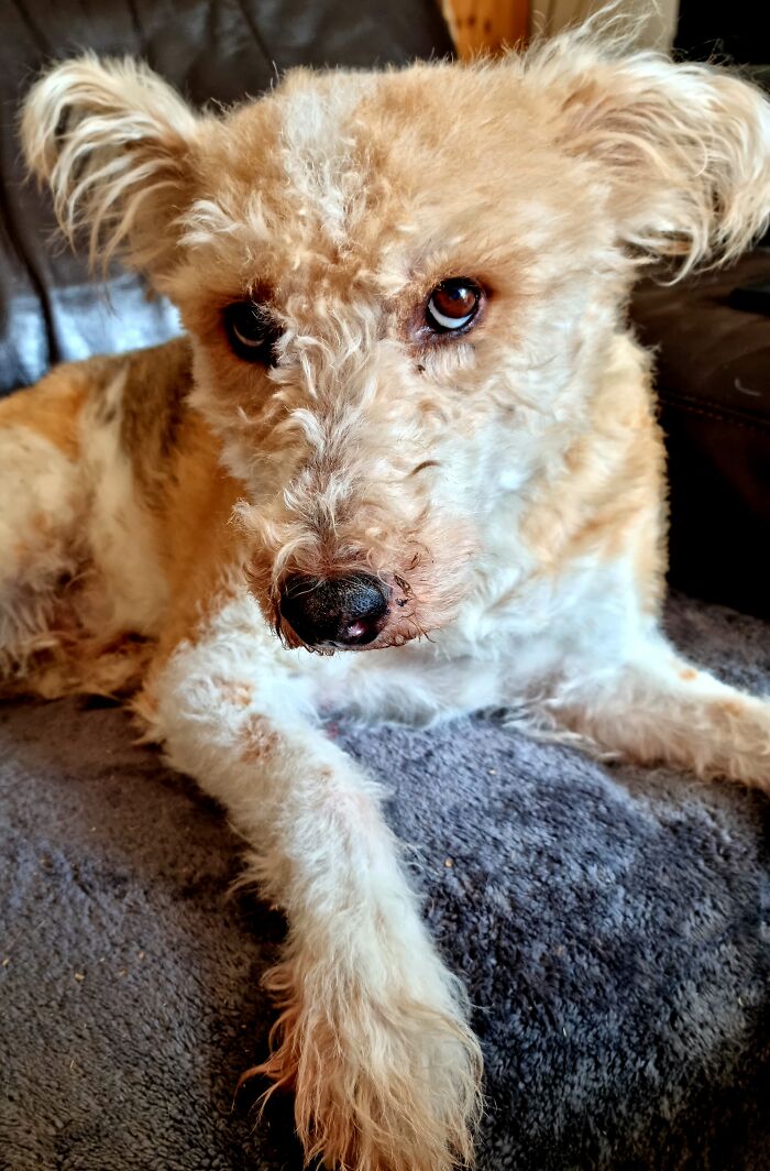 My 21yo Spanish Stray Dog Tido