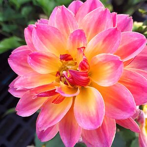 skreelenalways avatar