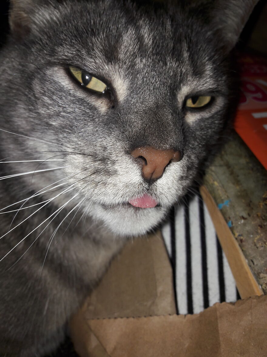 Mid-Photoshoot To Capture The Tongue Of "Ooh You Found An Itch!"