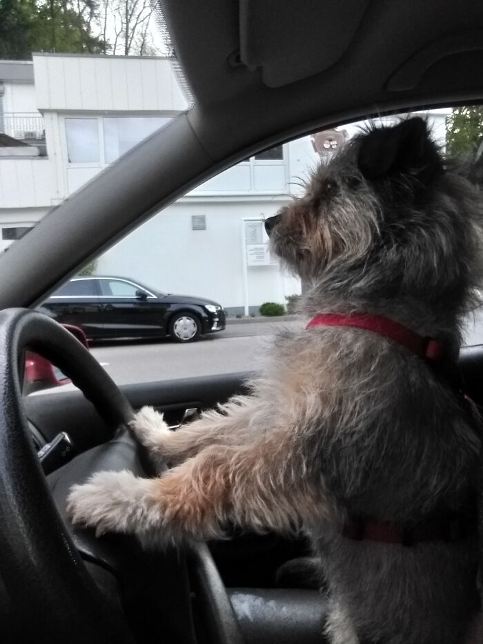 Keep Your Eyes On The Road, Your Paws Upon The Wheel