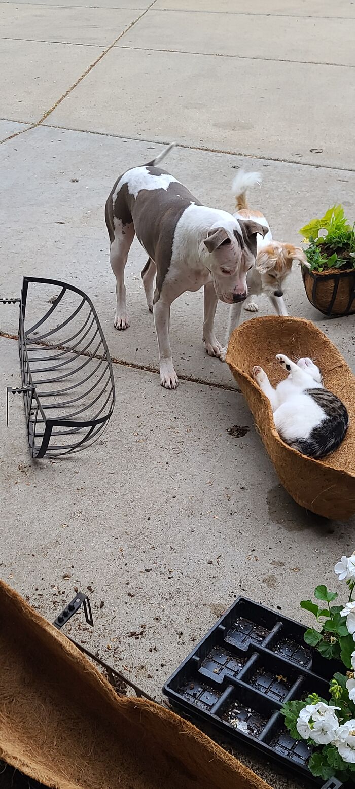 That's A Weird Flower.