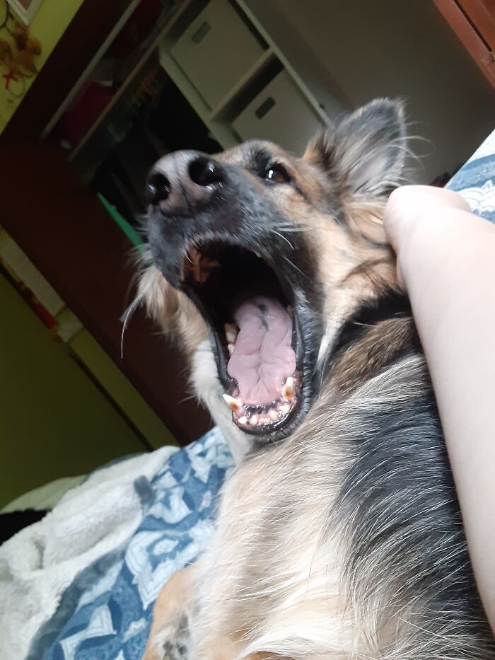 After Catching A Fly In His Mouth. He Is Very Shocked He Did It