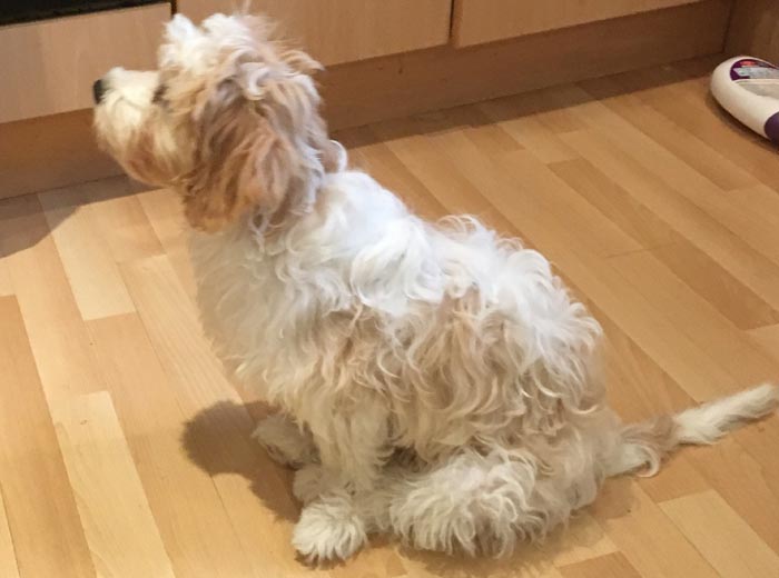 30 Incredibly Kind Acts Pets Did For Their Owners That Prove A Pet's Love Has No Limits